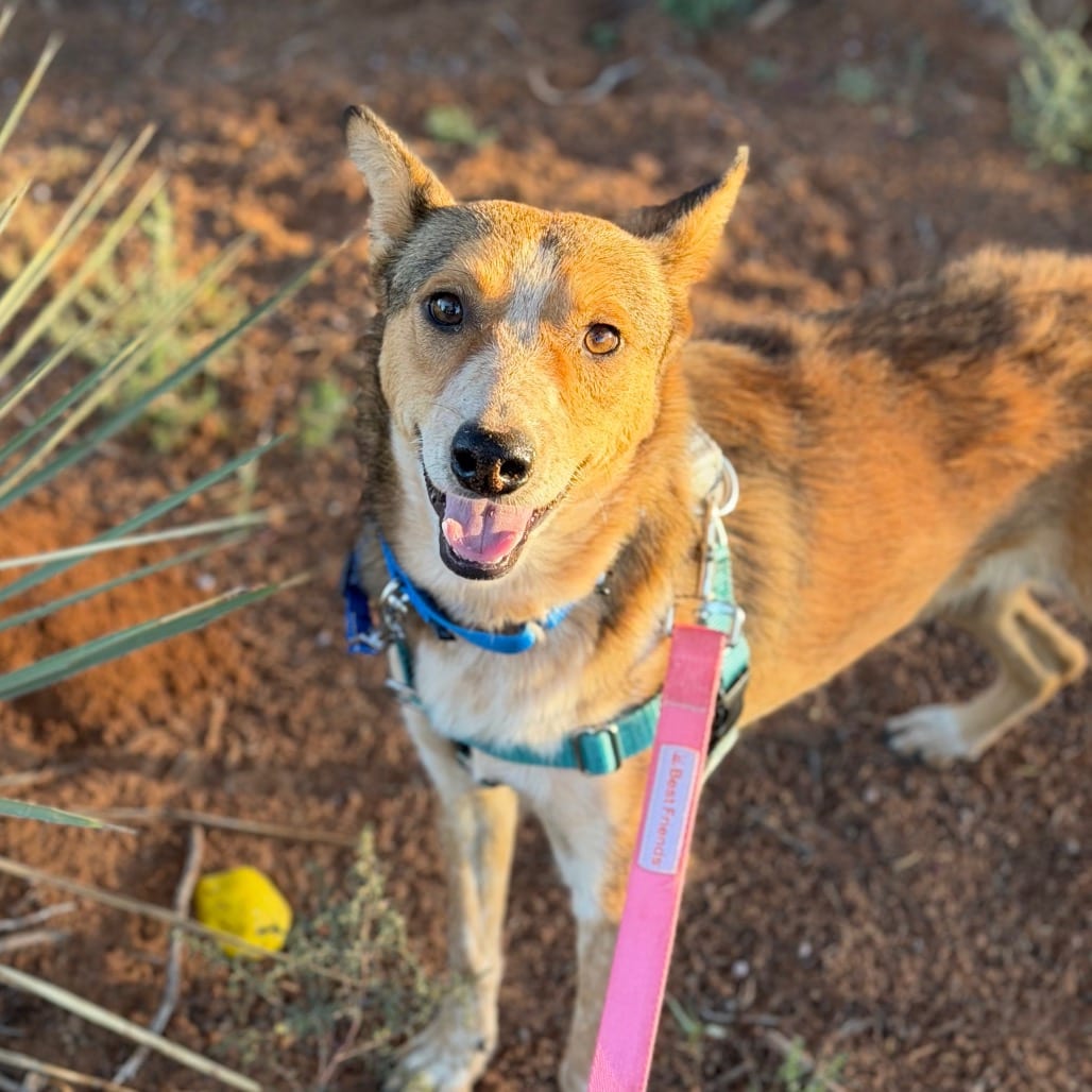 Photo of Posie, adoptable Cattle Dog / Mix in Kanab, Utah