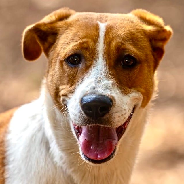 Photo of Velveeta, adoptable Beagle / Mixed Breed (Medium) in Decatur, Georgia