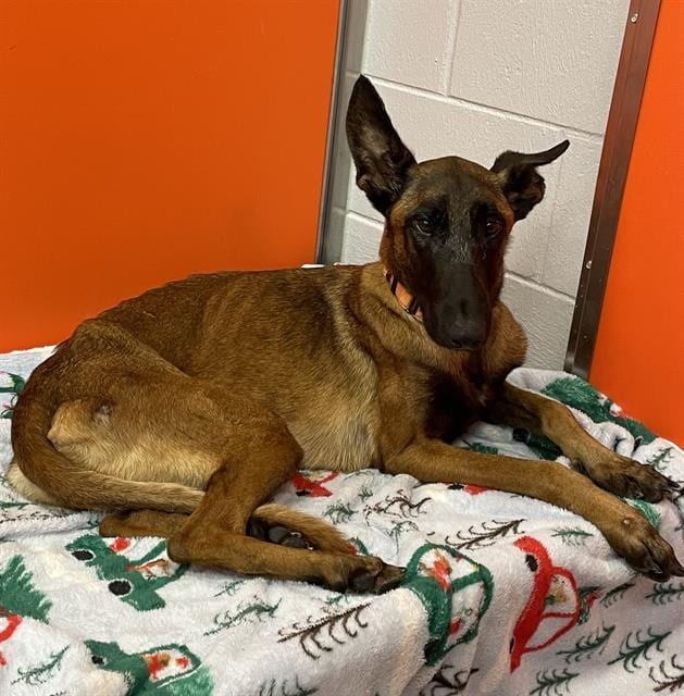Photo of Athena, adoptable Belgian Malinois in Palmetto, Florida