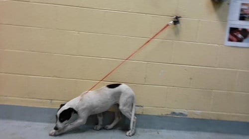 Photo of Trout, adoptable Anatolian Shepherd in Tulsa, Oklahoma
