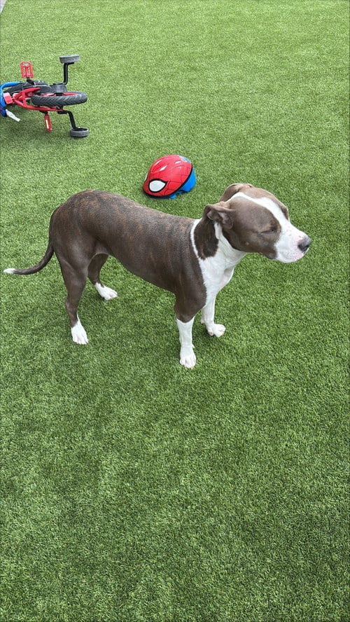 Photo of Iris, adoptable American Pit Bull Terrier in Chandler, Arizona