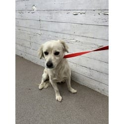 Photo of Darwin, adoptable Terrier (Unknown Type, Medium) in San Bernardino, California