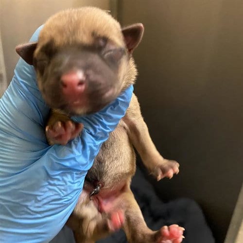 Photo of Lil Dipper, adoptable Pit Bull Terrier in Modesto, California
