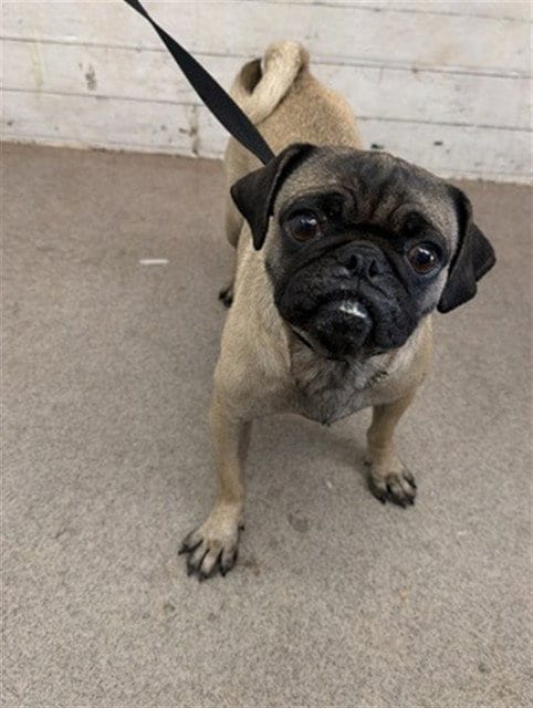 Photo of Taco Belle, adoptable Pug in San Bernardino, California
