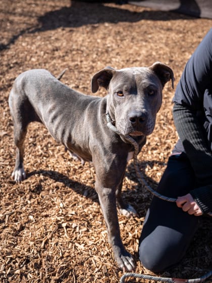 Photo of Fallia, adoptable dog in Chamblee, Georgia