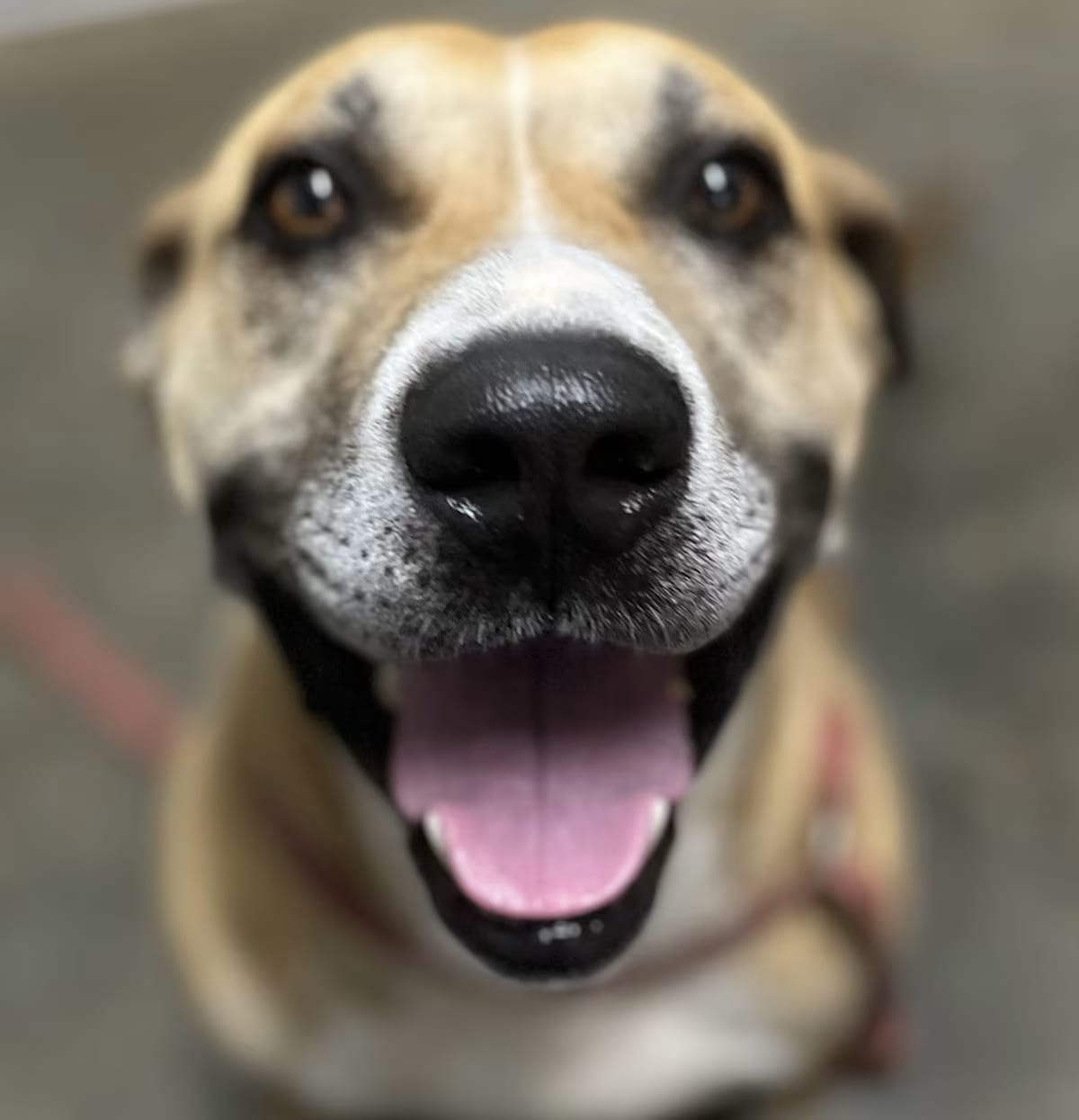 Photo of Bronson, adoptable Labrador Retriever Boxer in Chicopee, Massachusetts