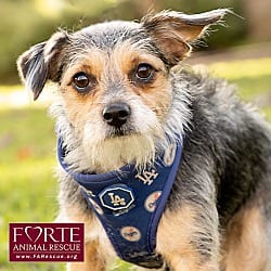 Photo of Molly, adoptable Terrier (Unknown Type, Small) Yorkie, Yorkshire Terrier in Marina del Rey, California
