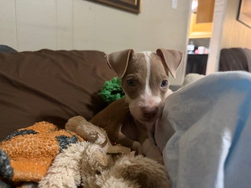 Photo of Marley, adoptable Unknown breed in Mobile, Alabama