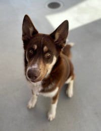 Photo of Lobo, adoptable Siberian Husky in Salinas, California