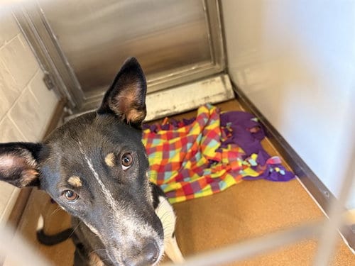 Photo of Sasha, adoptable Border Collie in San Jose, California