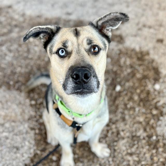 Photo of Homer, adoptable dog