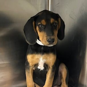 Photo of McChicken, adoptable Mixed Breed (Large) / Hound, Black and Tan Coonhound