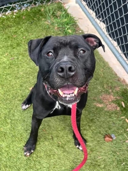 Photo of Kashh, adoptable dog in Baltimore, Maryland