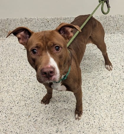 Photo of Rhys, adoptable dog in Atlanta, Georgia