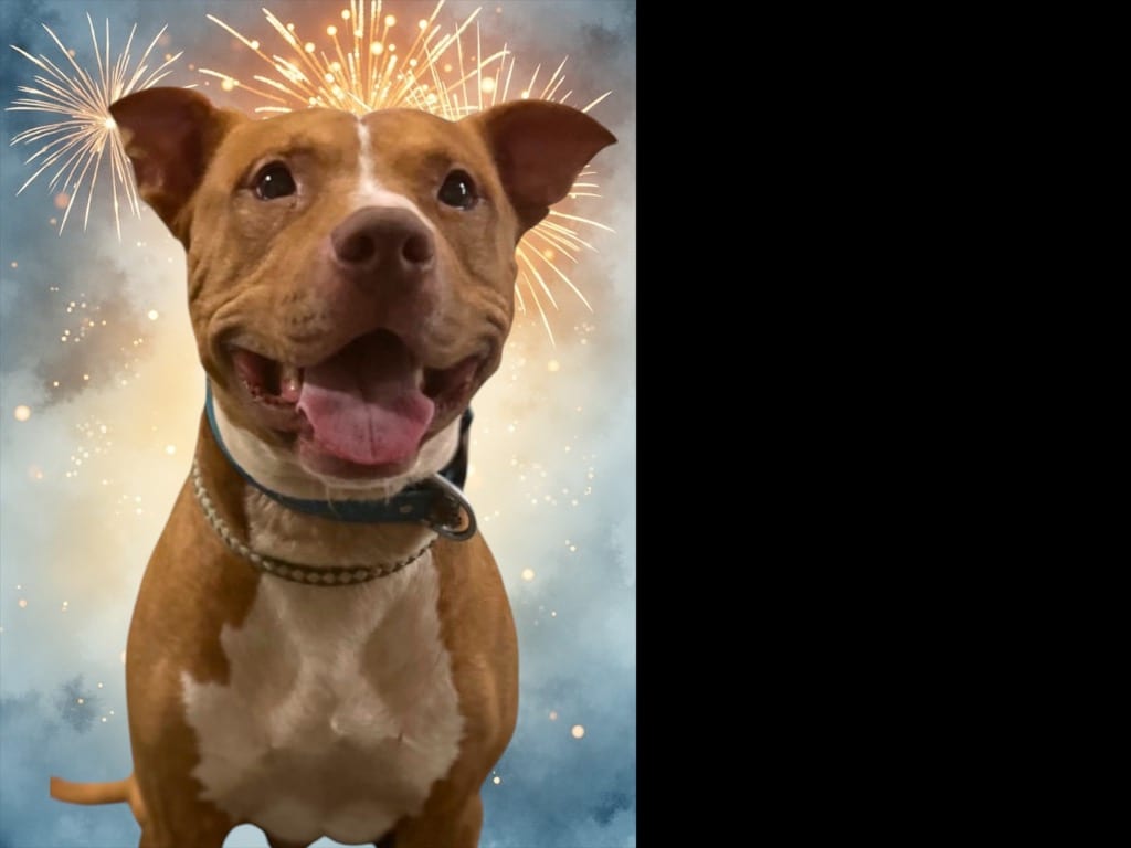 Photo of Rebel, adoptable Staffordshire Bull Terrier in Crossville, Tennessee