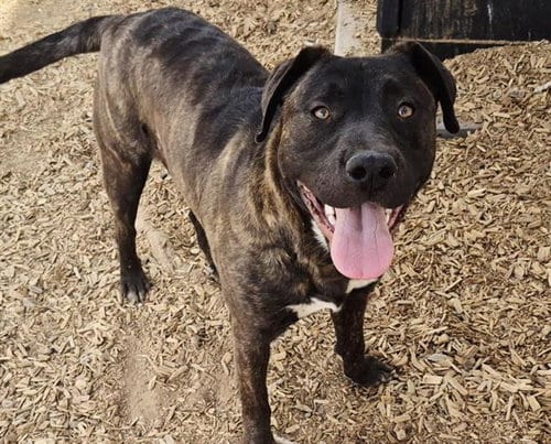 Photo of Vaquero, adoptable American Pit Bull Terrier in Albuquerque, New Mexico
