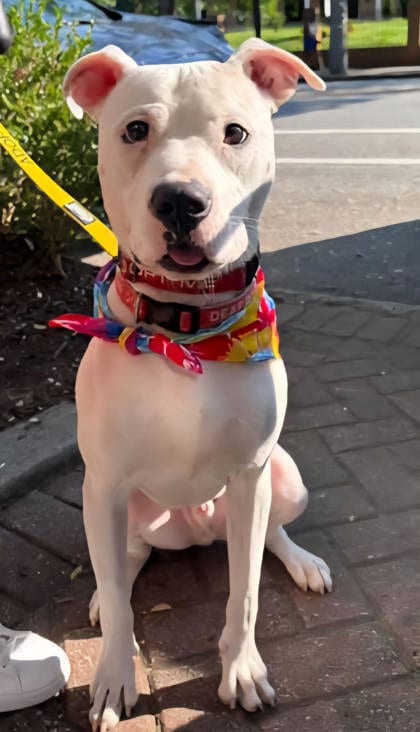 Photo of Donco, adoptable dog in Chamblee, Georgia