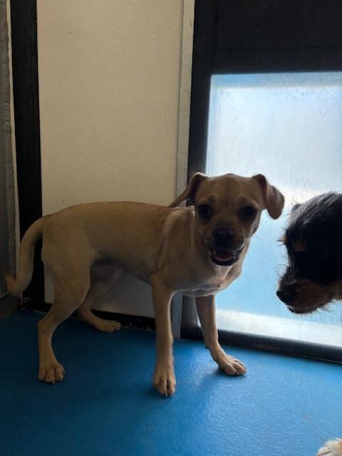 Photo of Senior Pug, adoptable Pug in Bakersfield, California