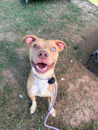 Photo of Calvin, adoptable dog in Chamblee, Georgia