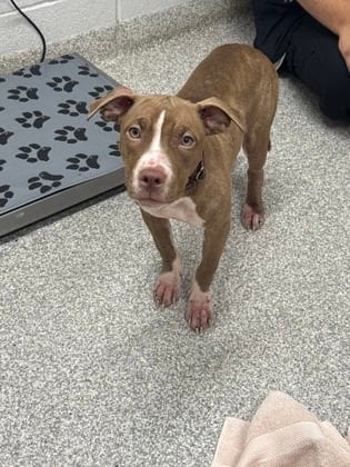 Photo of Crepe 10, adoptable dog in Baltimore, Maryland
