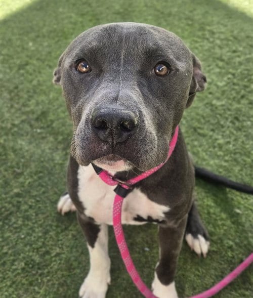 Photo of Cisco, adoptable American Pit Bull Terrier in Phoenix, Arizona