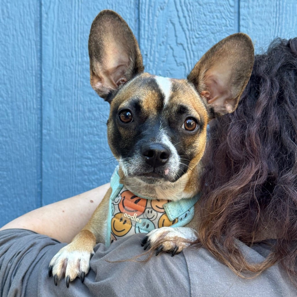 Photo of Bahama Mama, adoptable Chihuahua / Terrier, Boston in Decatur, Georgia