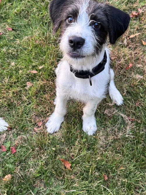 Photo of Sokka, adoptable Poodle (unknown type) in Alexander, Arkansas