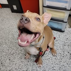 Photo of Stone, adoptable Staffordshire Bull Terrier in Lakeland, Florida
