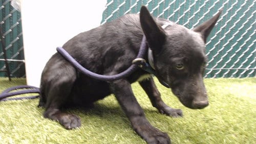 Photo of Sherlock, adoptable Australian Shepherd in Downey, California