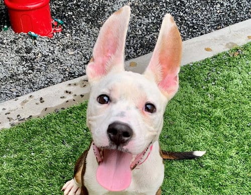 Photo of Chloe, adoptable Bull Terrier in Moreno Valley, California