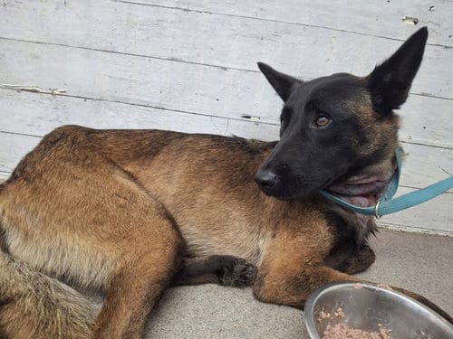 Photo of Pumkin, adoptable Belgian Shepherd Malinois in San Bernardino, California