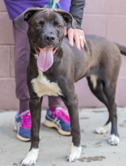Photo of Korrine, adoptable dog in Chamblee, Georgia