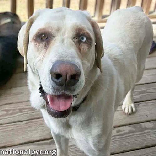 Photo of Princess in TN - An Active Sweetheart, adoptable Great Pyrenees in Beacon, New York