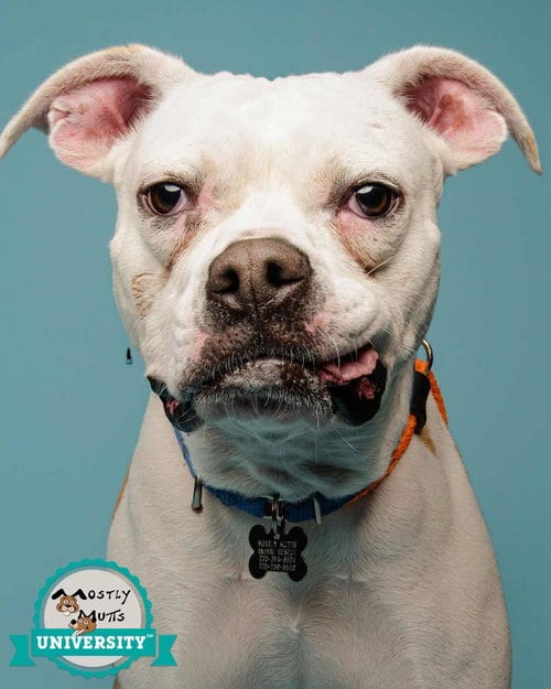 Photo of Matzo, adoptable Boxer in Kennesaw, Georgia