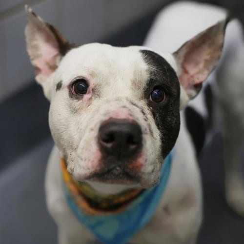 Photo of Biggs, adoptable American Staffordshire Terrier in San Antonio, Texas