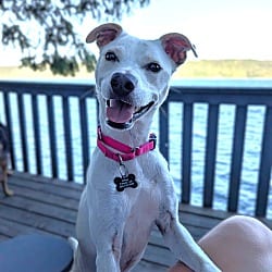 Photo of Willow, adoptable Whippet Jindo in Lynnwood, Washington