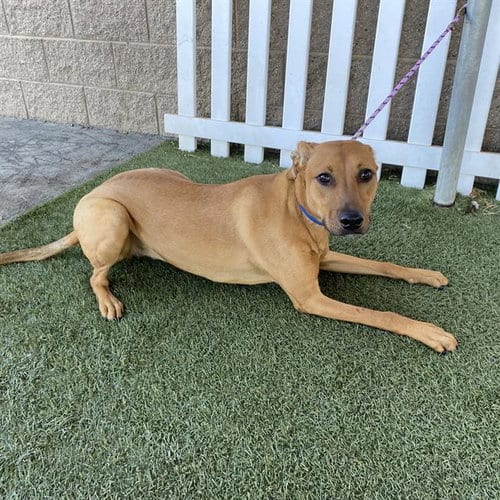 Photo of Pearl, adoptable Doberman Pinscher in Modesto, California