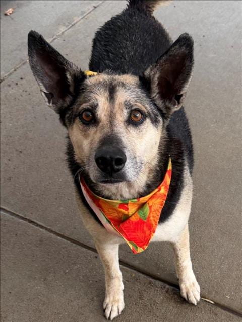 Photo of Goober, adoptable German Shepherd Dog in Tulsa, Oklahoma