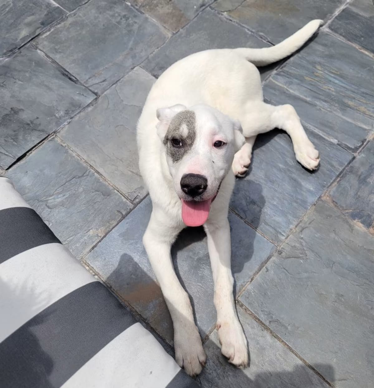 Photo of Caillou, adoptable Labrador Retriever/Catahoula Leopard Dog in Garland, Texas