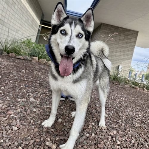 Photo of Jimmy, adoptable Siberian Husky in Mesa, Arizona