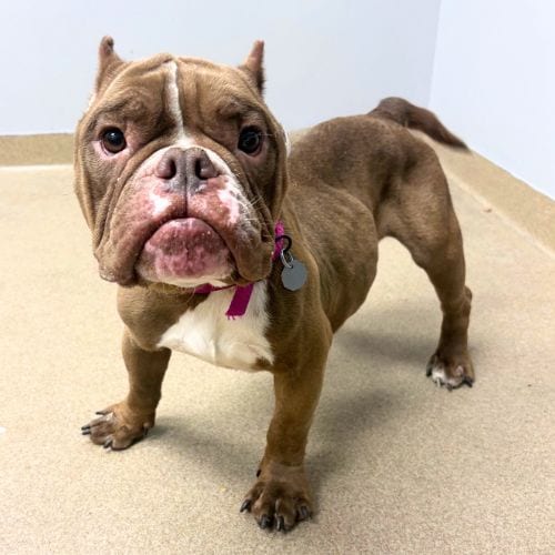 Photo of Gigi, adoptable Pit Bull Terrier in Aurora, Colorado