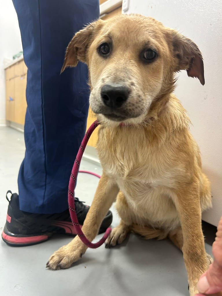 Photo of Francine (Fx3), adoptable Shepherd in Hartsville, South Carolina