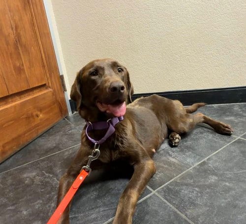 Photo of Harper, adoptable Labrador Retriever in Denton, Texas