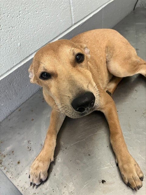 Photo of Ada, adoptable Labrador Retriever in Corpus Christi, Texas