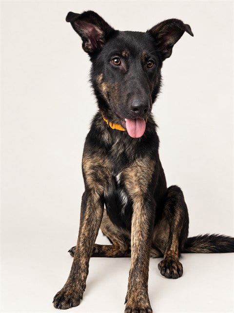 Photo of Briar, adoptable Dutch Shepherd in Conroe, Texas