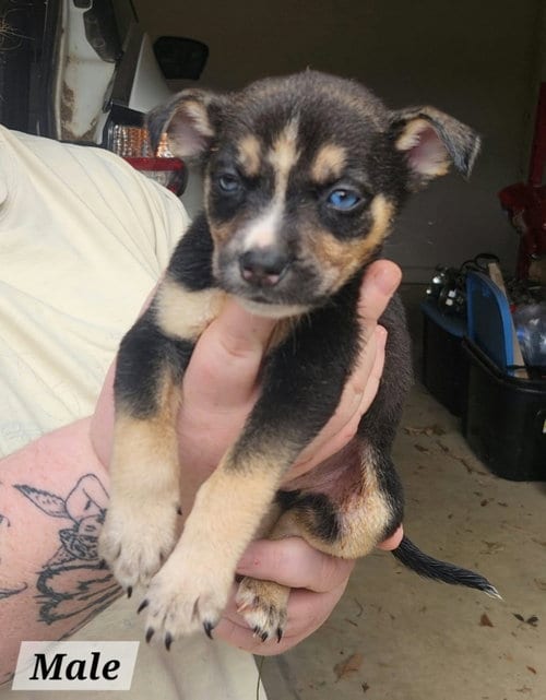 Photo of Baymax, adoptable Terrier in Royal Palm Beach, Florida