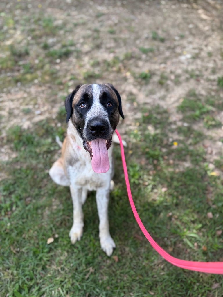 Photo of Kojo, adoptable Mixed Breed in Douglasville, Georgia