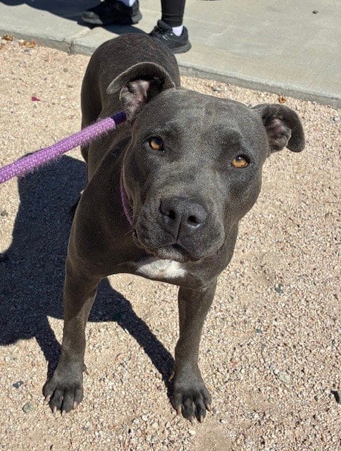 Photo of Laurie, adoptable Staffordshire Bull Terrier in Phoenix, Arizona