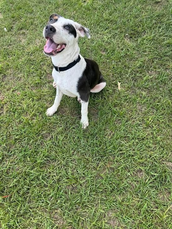 Photo of Bud, adoptable Shepherd in Nacogdoches, Texas