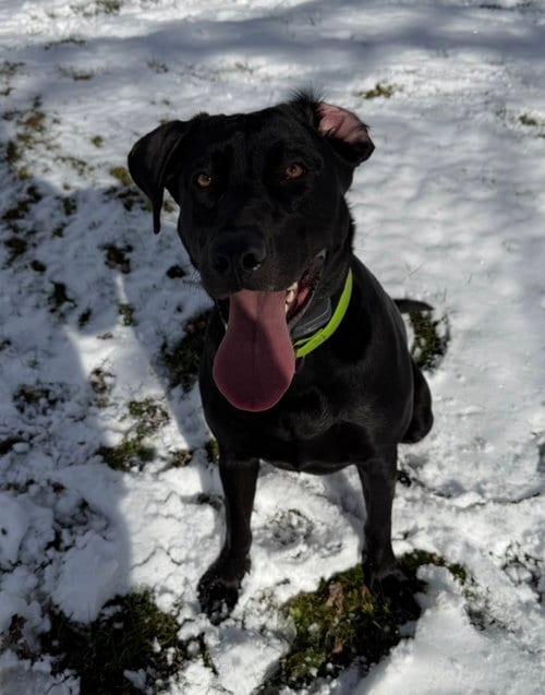 Photo of Lily, adoptable Labrador Retriever in SHERBURNE, New York